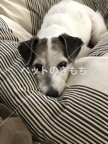 迷子犬の画像