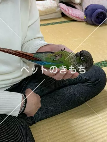 コメント投稿の画像