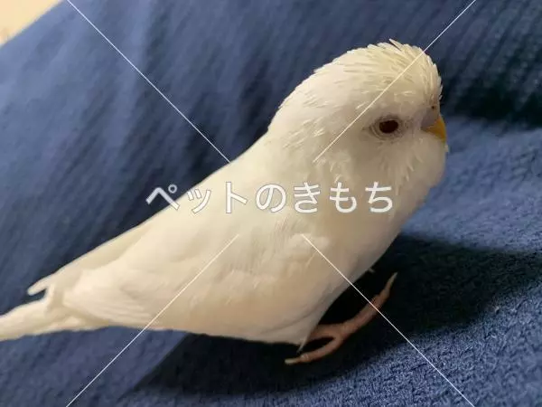 迷子鳥の画像
