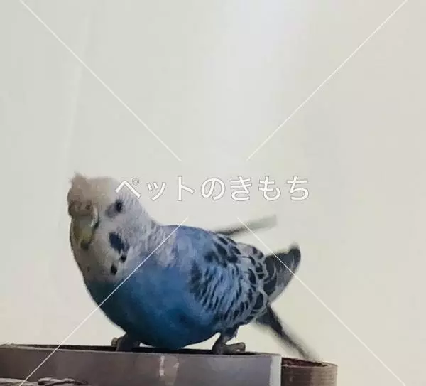 迷子鳥の画像
