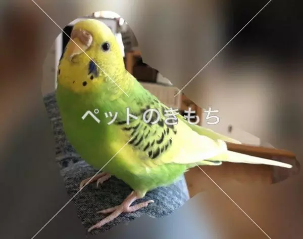 迷子鳥の画像