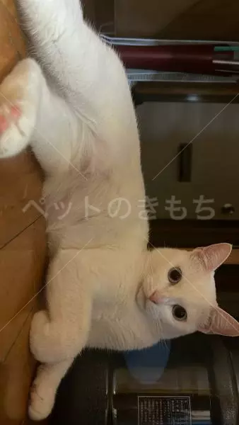 迷子猫の画像