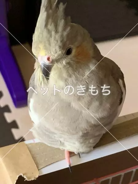 コメント投稿の画像