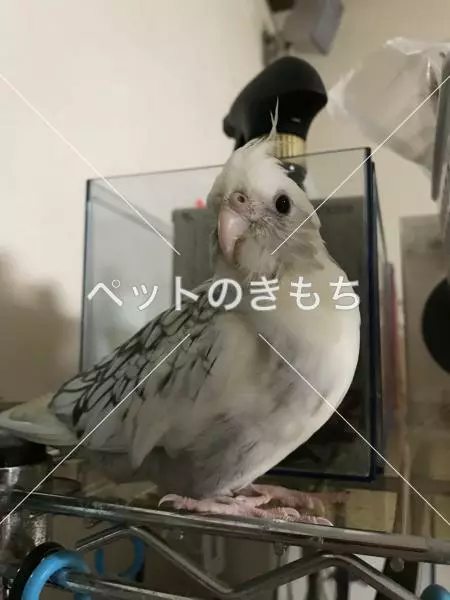 迷子鳥の画像