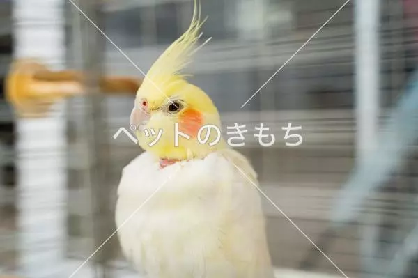 迷子鳥の画像