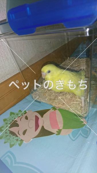 迷い鳥の写真