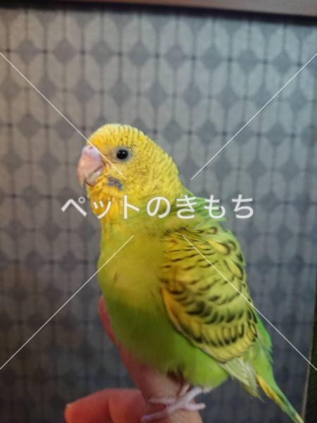 迷子鳥の画像