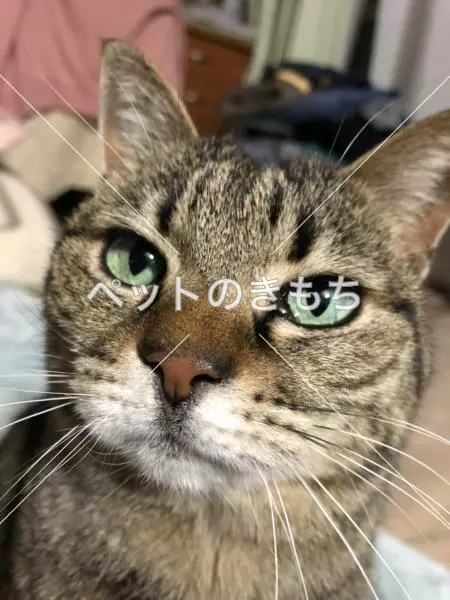 迷子猫の画像