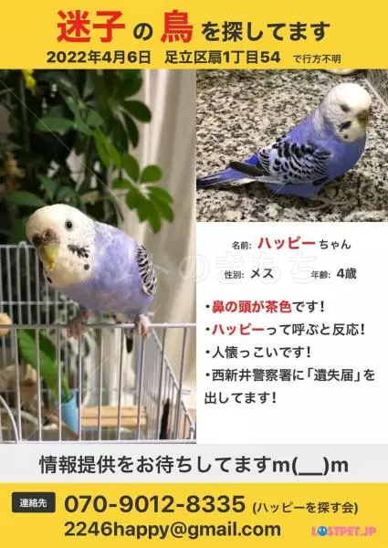 迷子鳥の画像