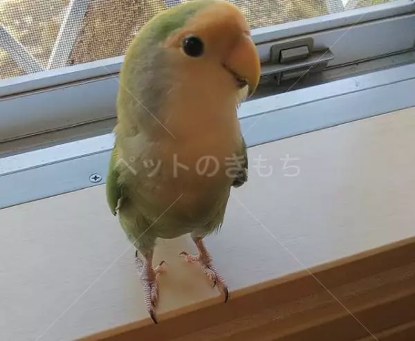 迷子鳥の画像