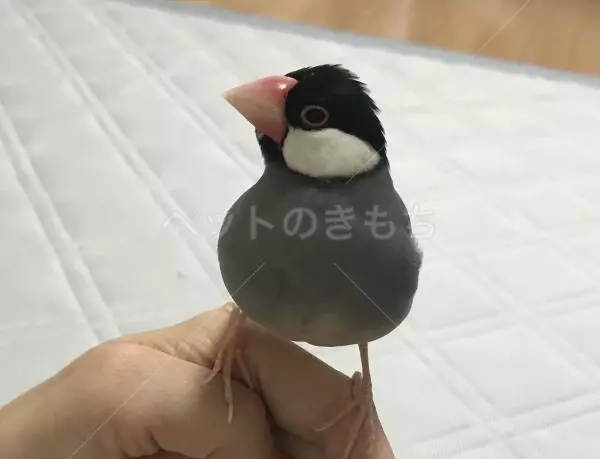 迷子鳥の画像