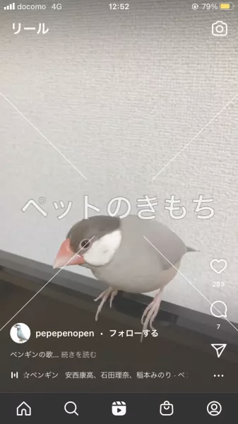 迷子鳥の画像