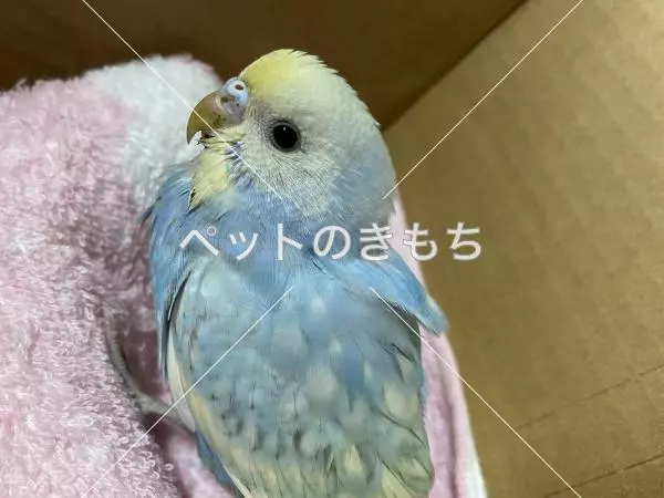 保護鳥の画像