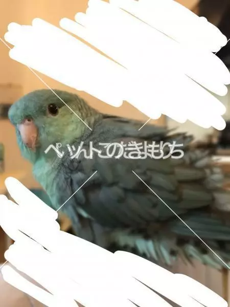 コメント投稿の画像