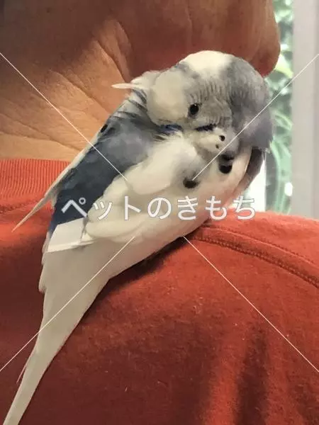迷子鳥の画像