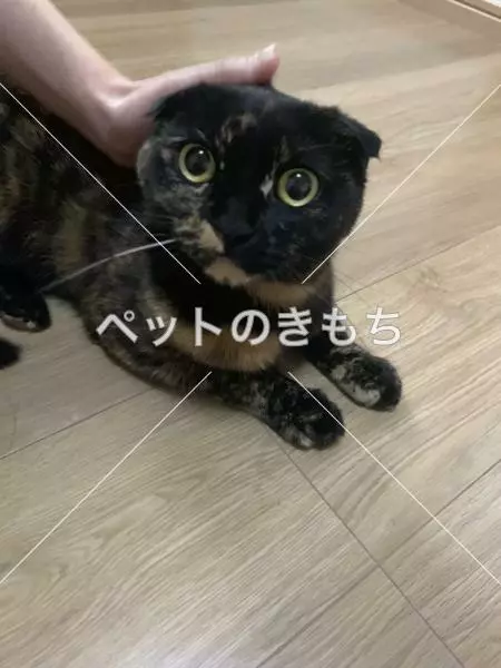 保護猫の画像