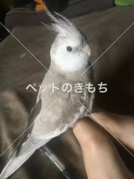 迷子鳥の画像