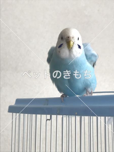 迷子鳥の画像