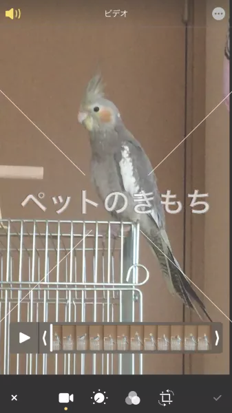 迷子鳥の画像