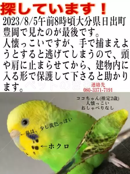 迷子鳥の画像