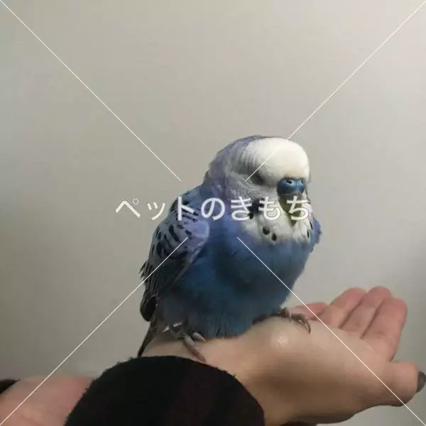 保護鳥の画像