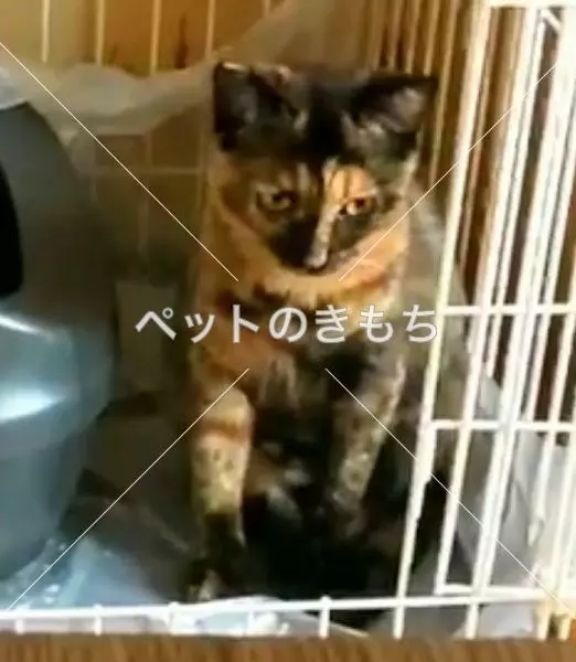 迷子猫の画像