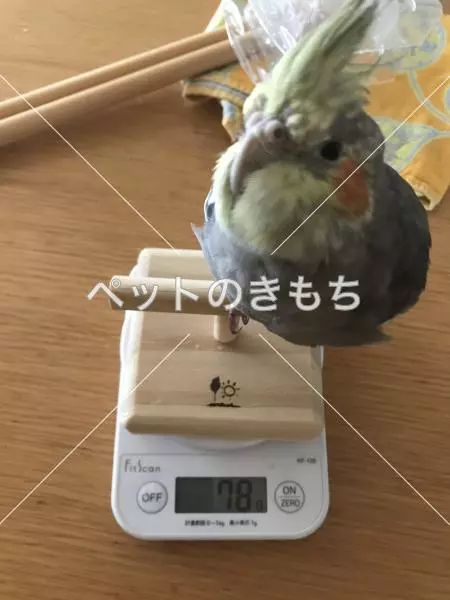 迷子鳥の画像