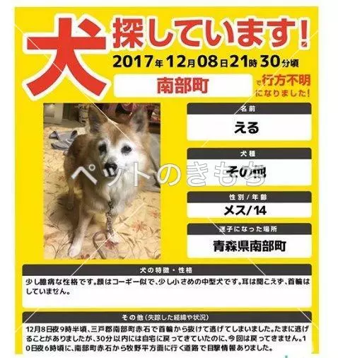 迷子犬の画像