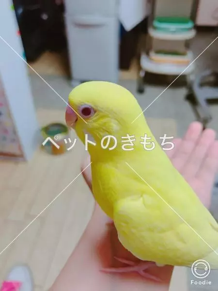 迷子鳥の画像