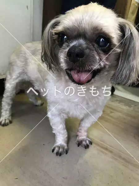 保護犬の画像