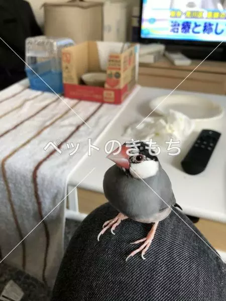 迷子鳥の画像