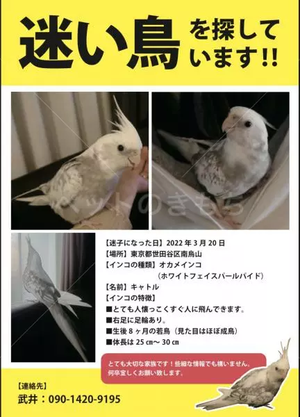 迷子鳥の画像