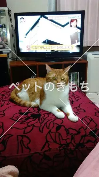 迷子猫の画像