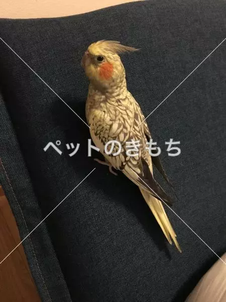 迷子鳥の画像