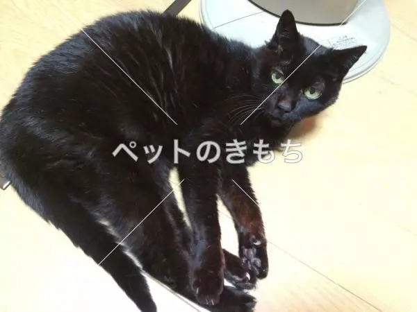 迷子猫の画像
