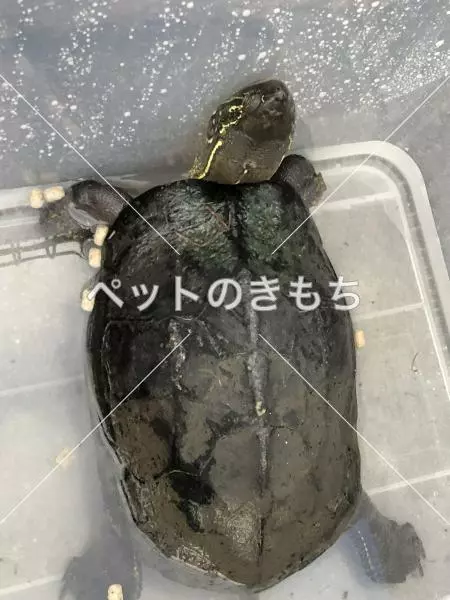 保護ペットの画像