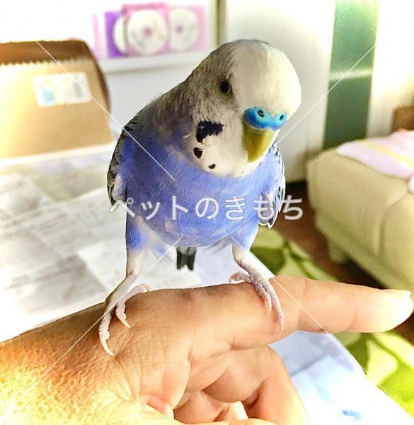 迷子鳥の画像