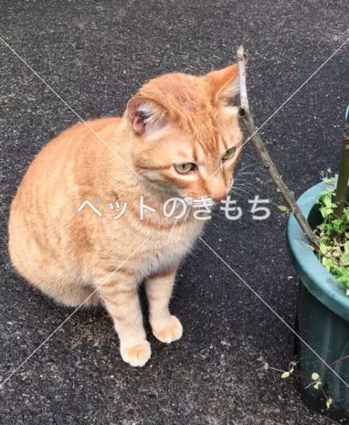 迷子猫の画像
