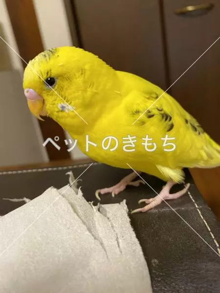 迷子鳥の画像