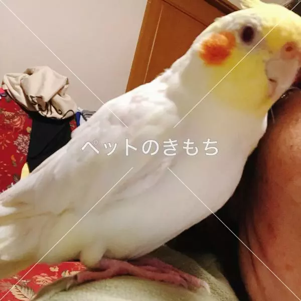 迷子鳥の画像