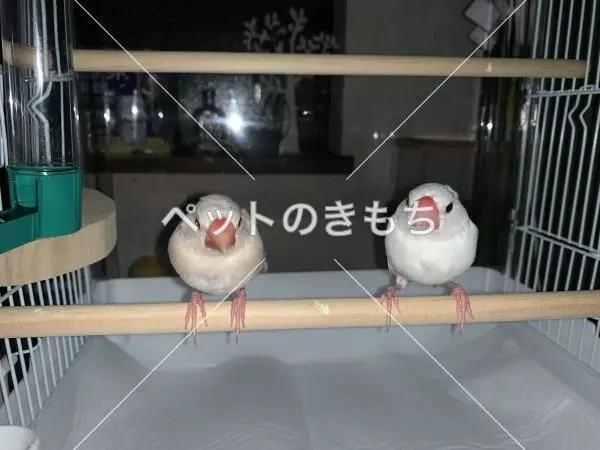 迷子鳥の画像