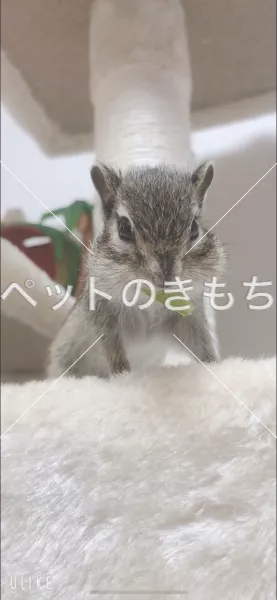 迷子ペットの画像