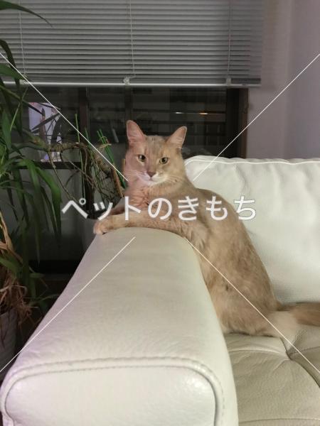 迷い猫の写真