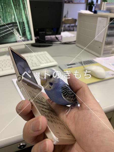 迷い鳥の写真