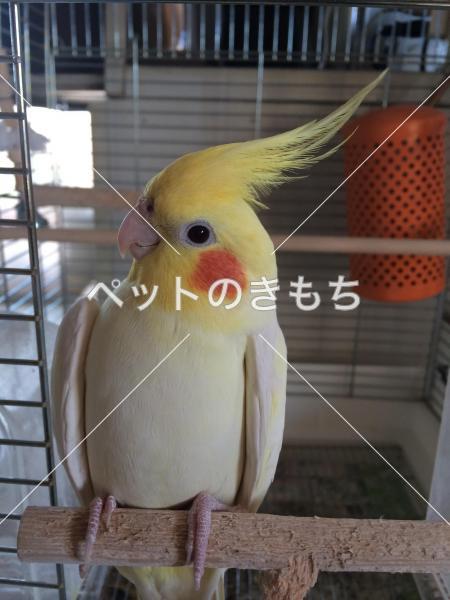 迷子鳥の画像