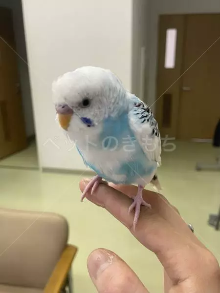 保護鳥の画像
