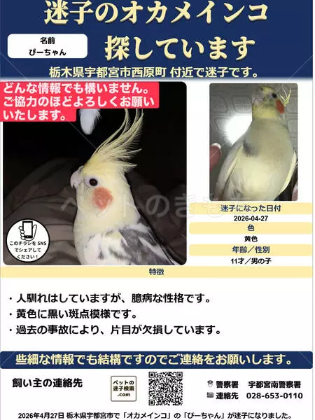 迷子鳥の画像