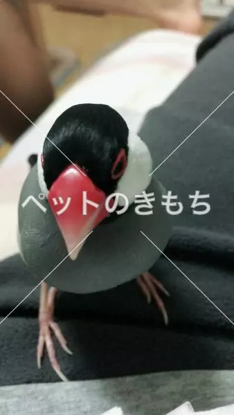 迷子鳥の画像