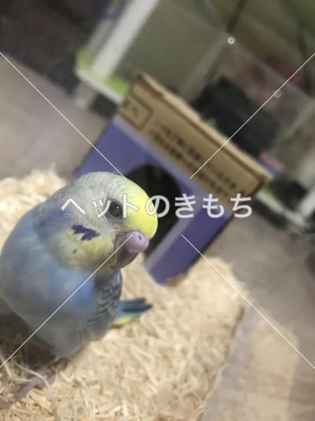 迷子鳥の画像