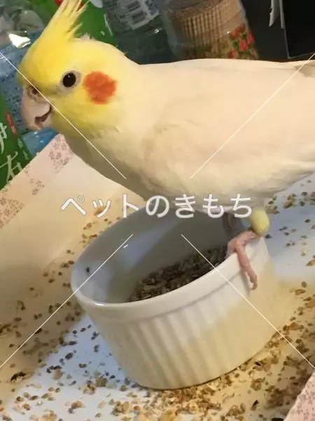 迷子鳥の画像